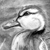 Duckling